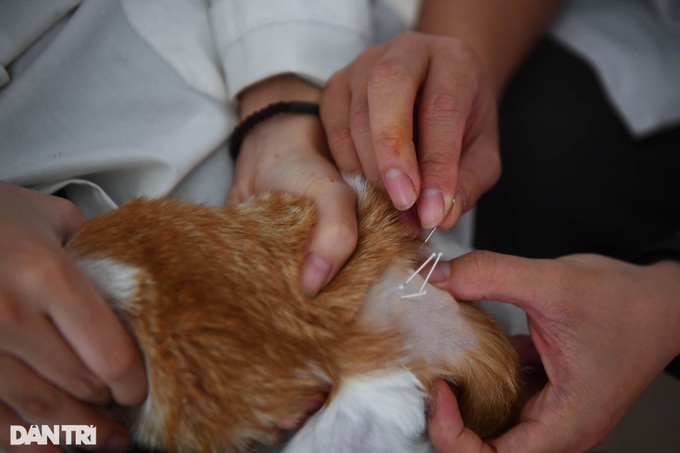 Retired lecturer runs charity clinics for pets - 5