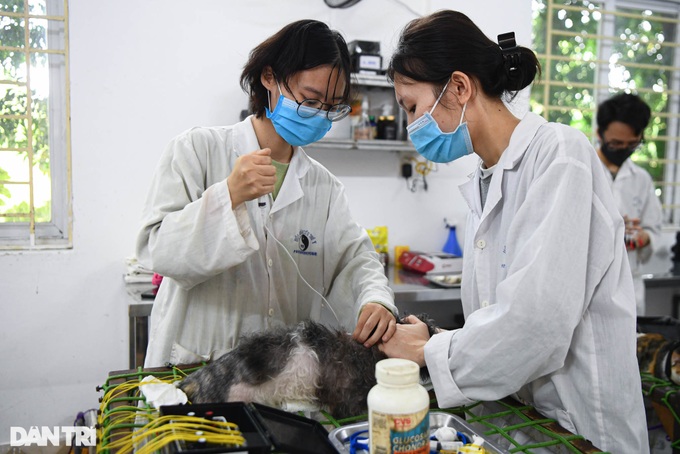 Retired lecturer runs charity clinics for pets - 6