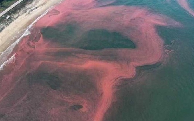 Ha Tinh sea water turns red due to algal blooming - 1