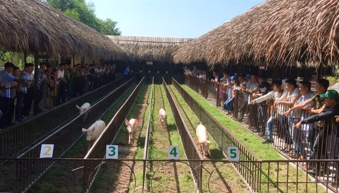 Pig races in the delta top tourist attraction - 1
