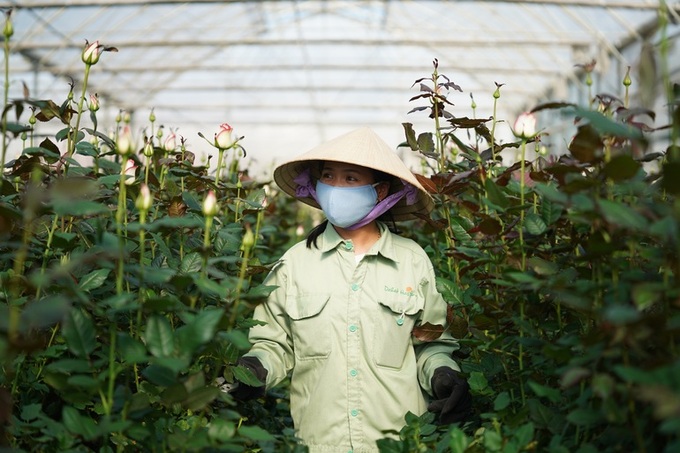 Dalat flower workers busy preparing for Tet - 4