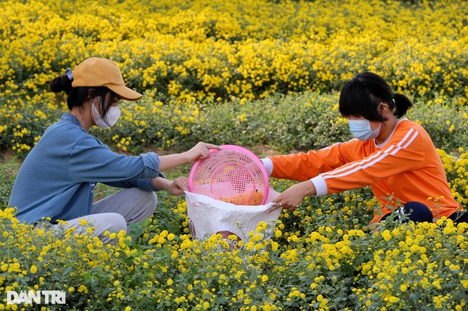 Blooming daisy season on Hung Yen - 4