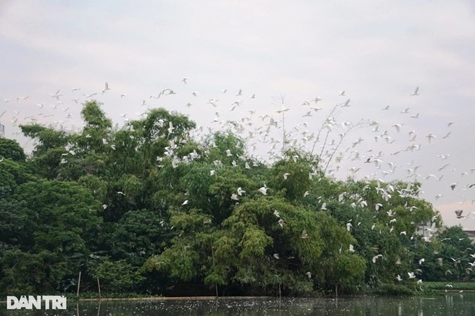 Man builds bird sanctuary in Thanh Hoa - 1