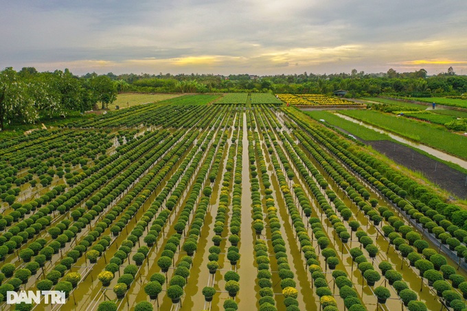 Dong Thap Flower village ahead of Tet - 7