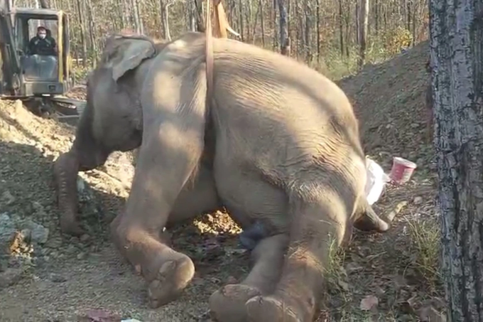 Dak Lak elephant dies - 1
