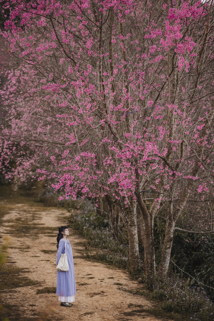 Dalat attracts cherry blossom season visitors - 2