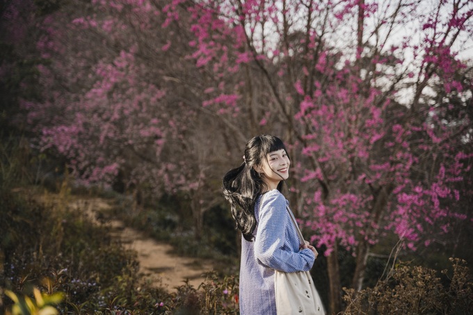 Dalat attracts cherry blossom season visitors - 8
