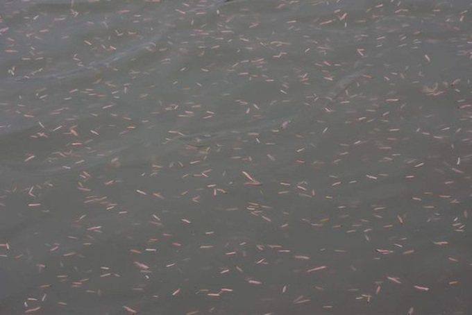 Haiphong farmers earn big from sandworms - 4 Haiphong farmers earn big from sandworms - 4