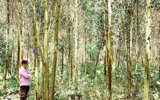 Quang Tri to increase FSC-certified forest area by four-fold - 1