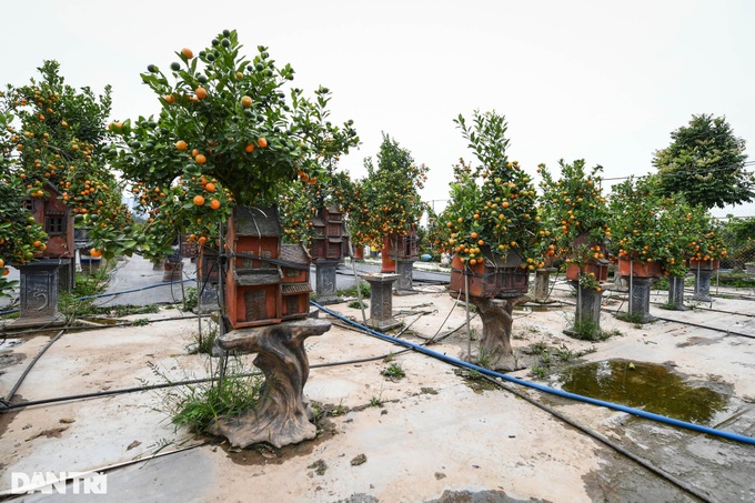 Bonsai kumquat trees introduced for Lunar New Year decoration - 8