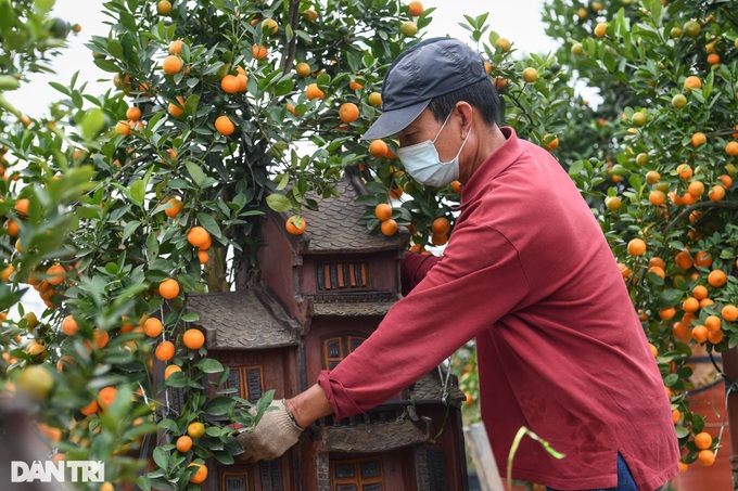 Bonsai kumquat trees introduced for Lunar New Year decoration - 9