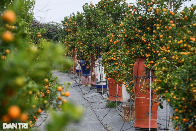 Bonsai kumquat trees introduced for Lunar New Year decoration - 10