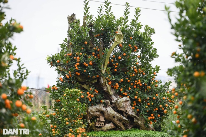 Bonsai kumquat trees introduced for Lunar New Year decoration - 7