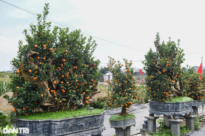 Bonsai kumquat trees introduced for Lunar New Year decoration - 5