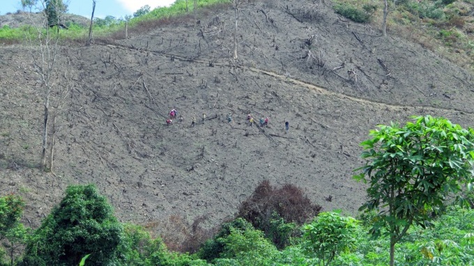 Protective forest destroyed for farms in Phu Yen - 1