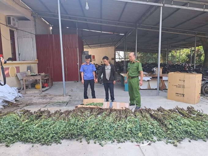 Ha Giang man arrested for growing opium - 1