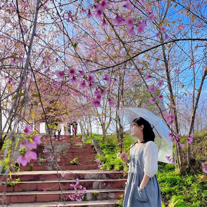 Mang Den’s cherry blossom season attracts visitors - 2 Mang Den’s cherry blossom season attracts visitors - 2