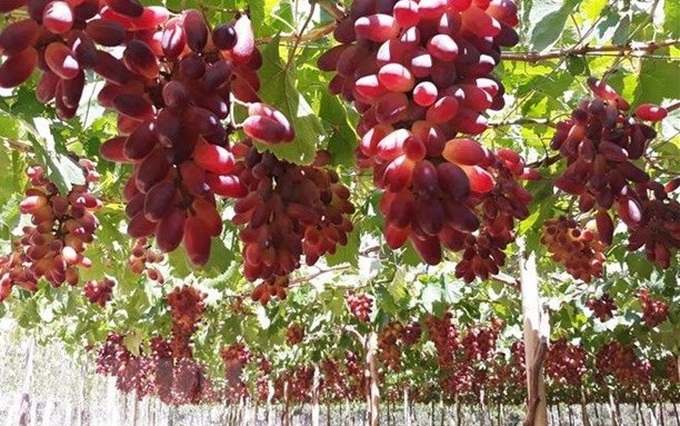 Ninh Thuan develops more grape varieties for making wine - 1