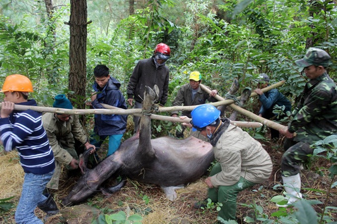 Severe cold kills nearly 500 buffaloes and cows in northern Vietnam - 1 Severe cold kills nearly 500 buffaloes and cows in northern Vietnam - 1