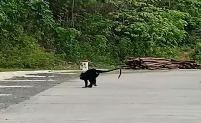 Quang Tri langurs to be relocated after attacking people - 1