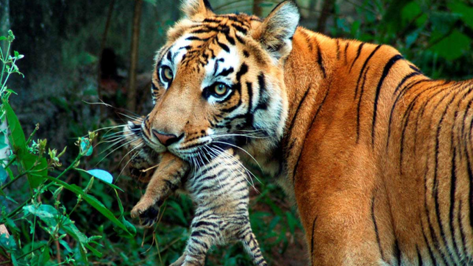 Bangladesh major hub for tiger poaching: study - 1