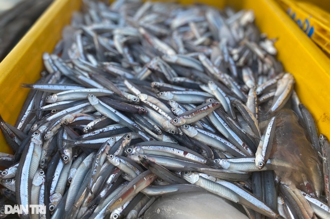 Anchovy season in Quang Ngai - 2