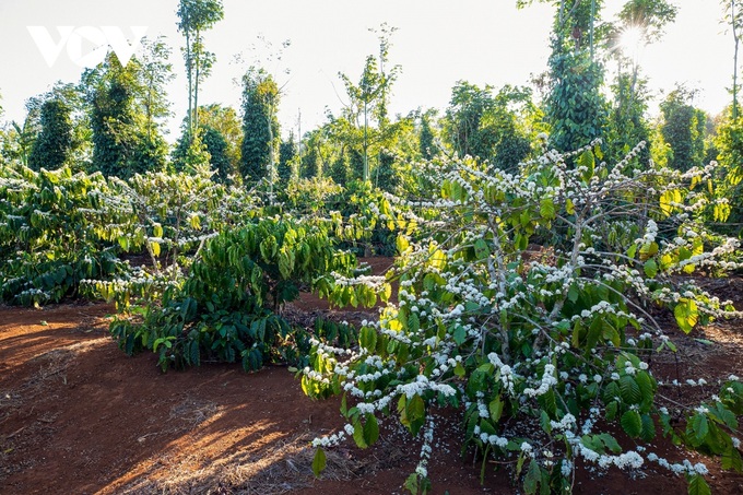 Coffee flower season in Central Highlands region - 2 Coffee flower season in Central Highlands region - 2