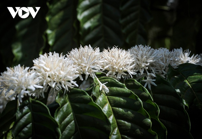 Coffee flower season in Central Highlands region - 4 Coffee flower season in Central Highlands region - 4