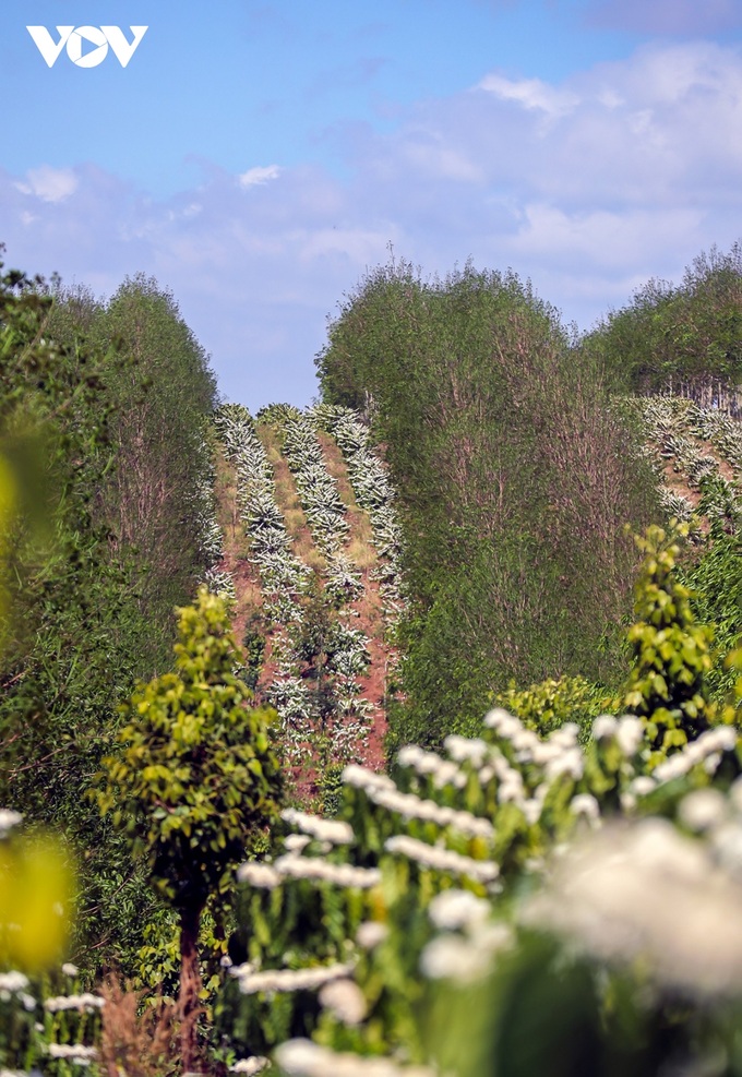 Coffee flower season in Central Highlands region - 5 Coffee flower season in Central Highlands region - 5