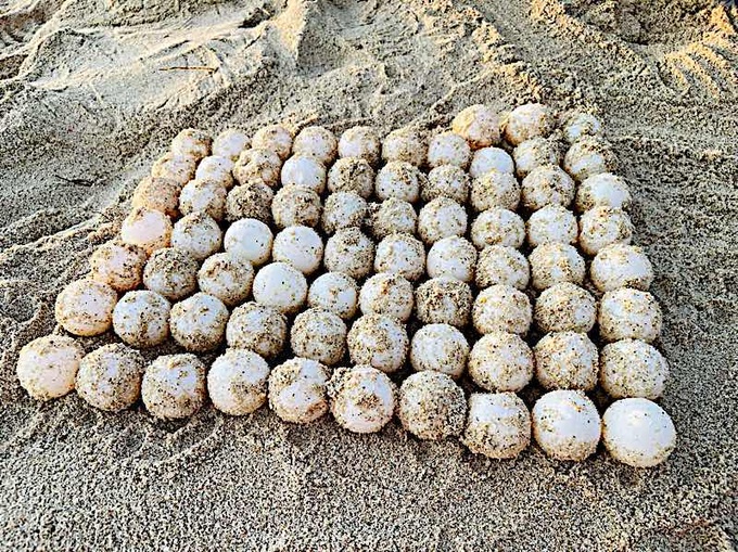 Sea turtle lays eggs on Binh Thuan Island - 1