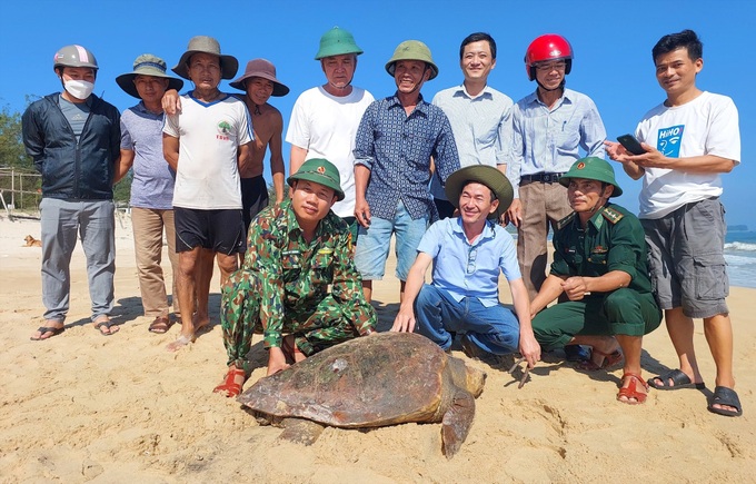 Rare giant turtle caught in Quang Tri fisherman’s net - 1