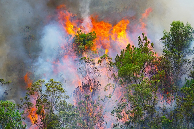 Forest fire ravages Danang - 1