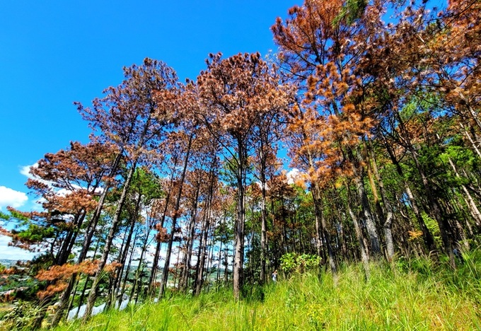 Nearly 100 pine trees poisoned in Lam Dong forest - 1 Nearly 100 pine trees poisoned in Lam Dong forest - 1