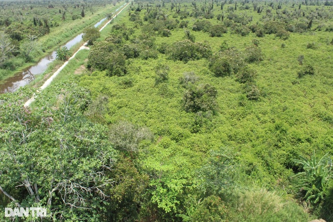 Ca Mau suspends forest walking event due to fire risk - 1 Ca Mau suspends forest walking event due to fire risk - 1