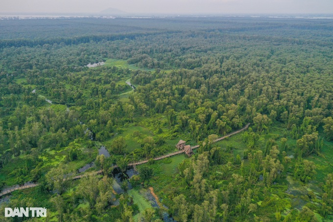 Exploring the beauty of An Giang cajeput forest - 1