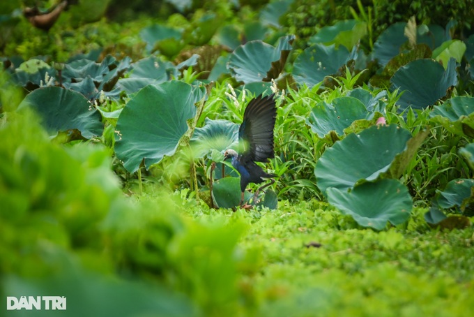 Exploring the beauty of An Giang cajeput forest - 10