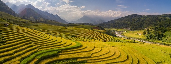 Ripening rice fields in Vietnam's northwestern region - 2