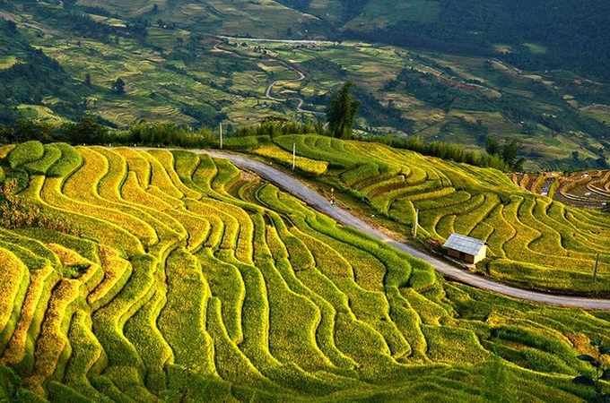 Ripening rice fields in Vietnam's northwestern region - 3