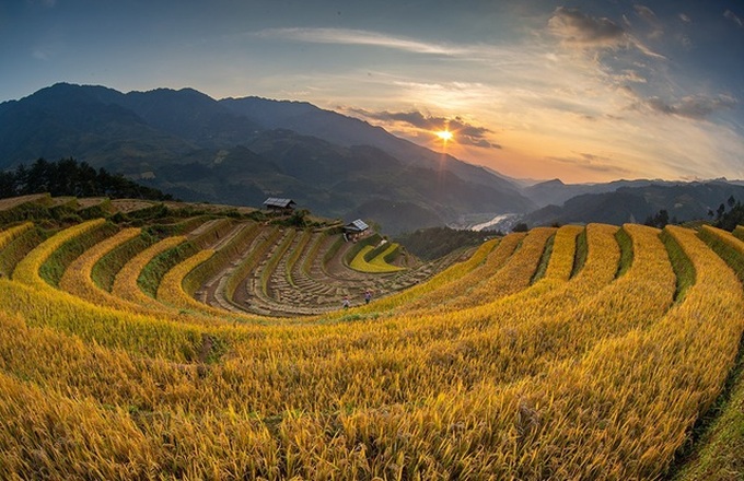 Ripening rice fields in Vietnam's northwestern region - 5