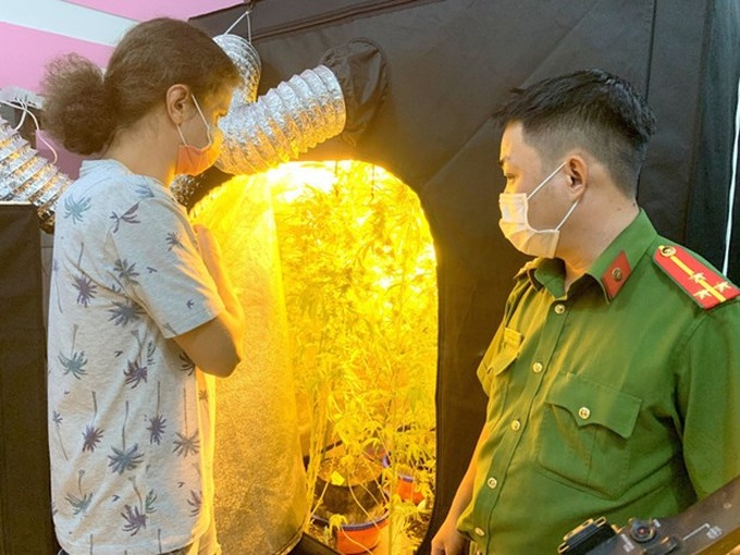 Russian man prosecuted for illegal marijuana planting, storage - 1