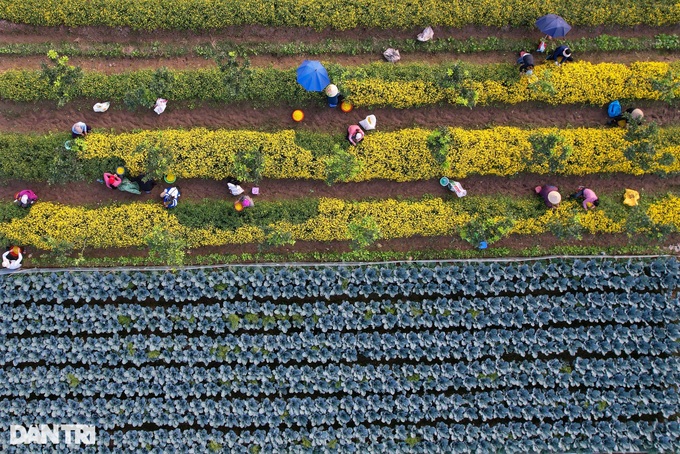 Blooming daisy season on Hung Yen - 2