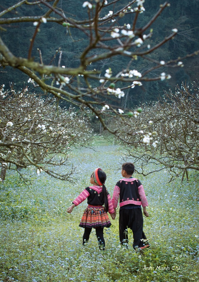 White plum blossoms cover Moc Chau valley - 4 White plum blossoms cover Moc Chau valley - 4