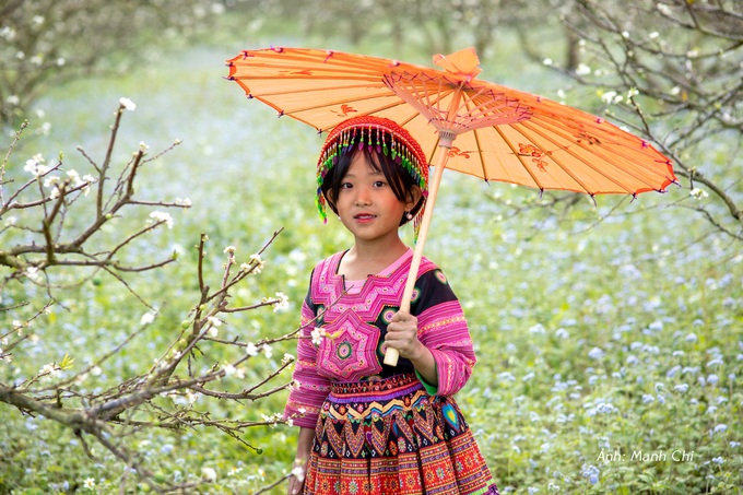 White plum blossoms cover Moc Chau valley - 6 White plum blossoms cover Moc Chau valley - 6