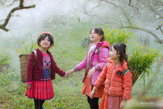 White plum blossoms cover Moc Chau valley - 7 White plum blossoms cover Moc Chau valley - 7