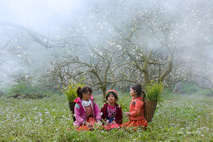 White plum blossoms cover Moc Chau valley - 2 White plum blossoms cover Moc Chau valley - 2