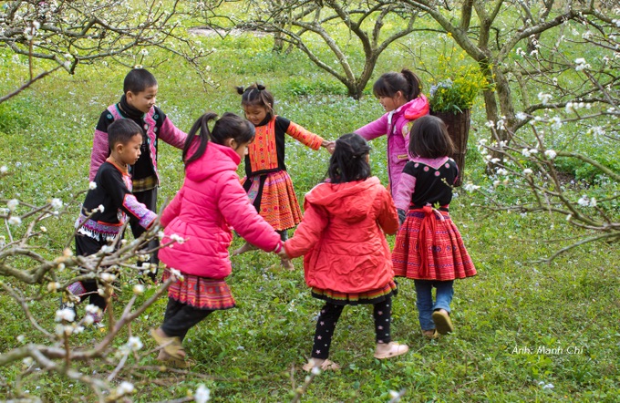White plum blossoms cover Moc Chau valley - 5 White plum blossoms cover Moc Chau valley - 5