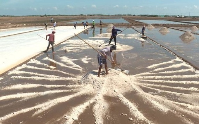 Farmers enjoy bumper salt production, high prices in Mekong Delta - 1