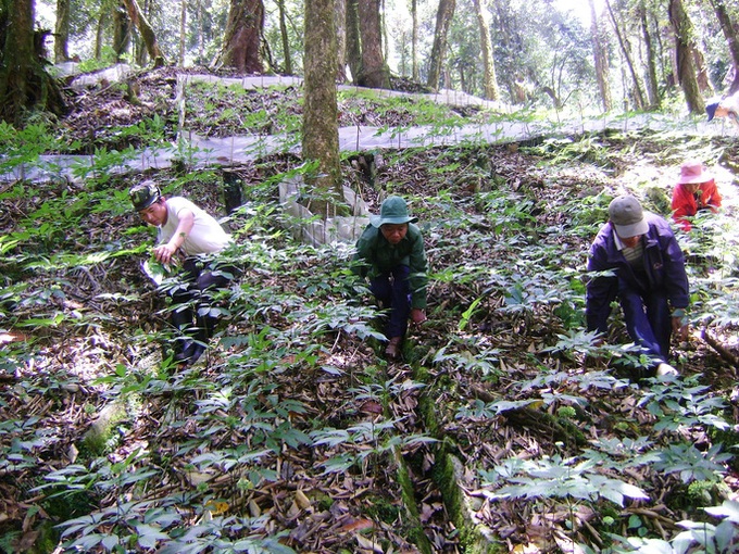 Quang Nam tightens control over Ngoc Linh ginseng - 1 Quang Nam tightens control over Ngoc Linh ginseng - 1