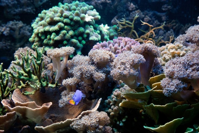 Colourful coral reefs shine in Phu Quoc - 5