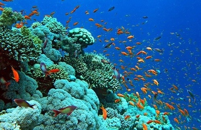 Efforts to revive and protect coral reef ecosystems in Ha Long Bay - 1 Efforts to revive and protect coral reef ecosystems in Ha Long Bay - 1
